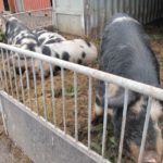 オーガニック農場の豚さん。デンマークは、人口の約5倍の豚を生産しています。