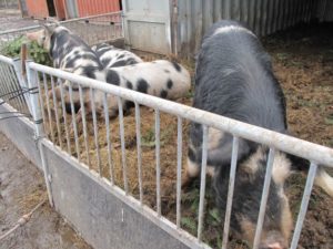 オーガニック農場の豚さん。デンマークは、人口の約5倍の豚を生産しています。