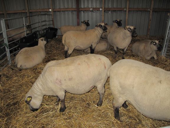 オーガニック農場の羊さんたち
